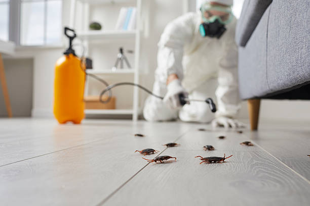 Affordable Termite Control solutions in Rector, AR